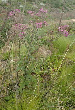 Image of Senecio purpureus L.