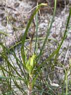 Image de Hibbertia striata (Steud.) K. R. Thiele