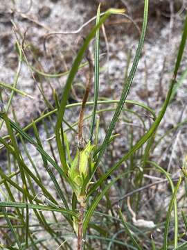 Image of Hibbertia striata (Steud.) K. R. Thiele