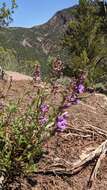 Image of Higgins' beardtongue