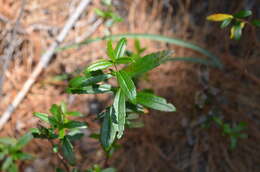 Plancia ëd Ribes integrifolium Phil.