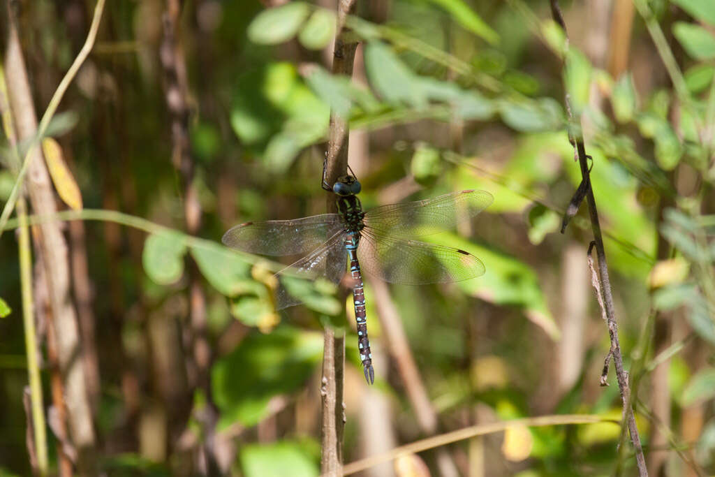 Image of Lance-Tailed Darner