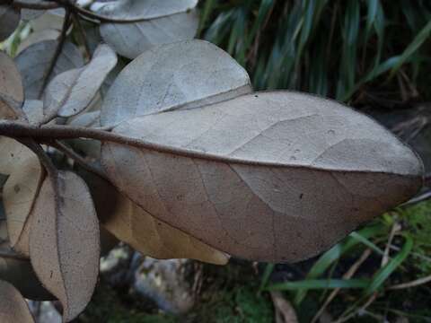 Image of <i>Brachyglottis <i>rotundifolia</i></i> var. rotundifolia