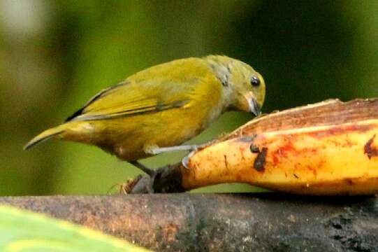 Image of Orange-bellied Euphonia