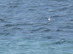 Image of Grey (Red) Phalarope