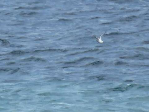 Image of Grey (Red) Phalarope