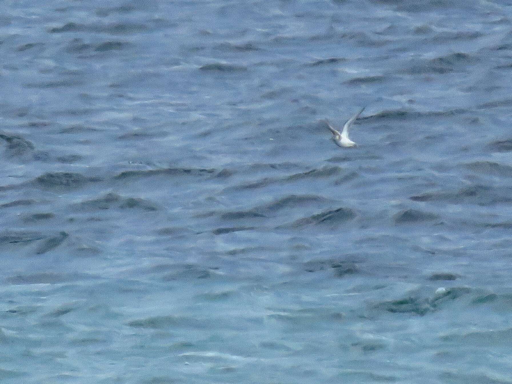 Image of Grey (Red) Phalarope