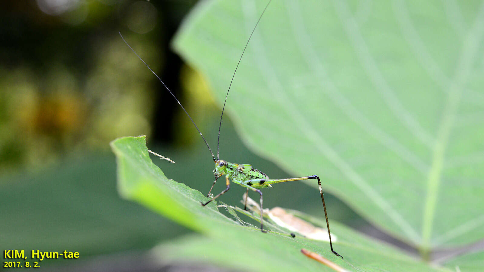 Sivun Phaneroptera (Phaneroptera) nigroantennata Brunner von Wattenwyl 1878 kuva