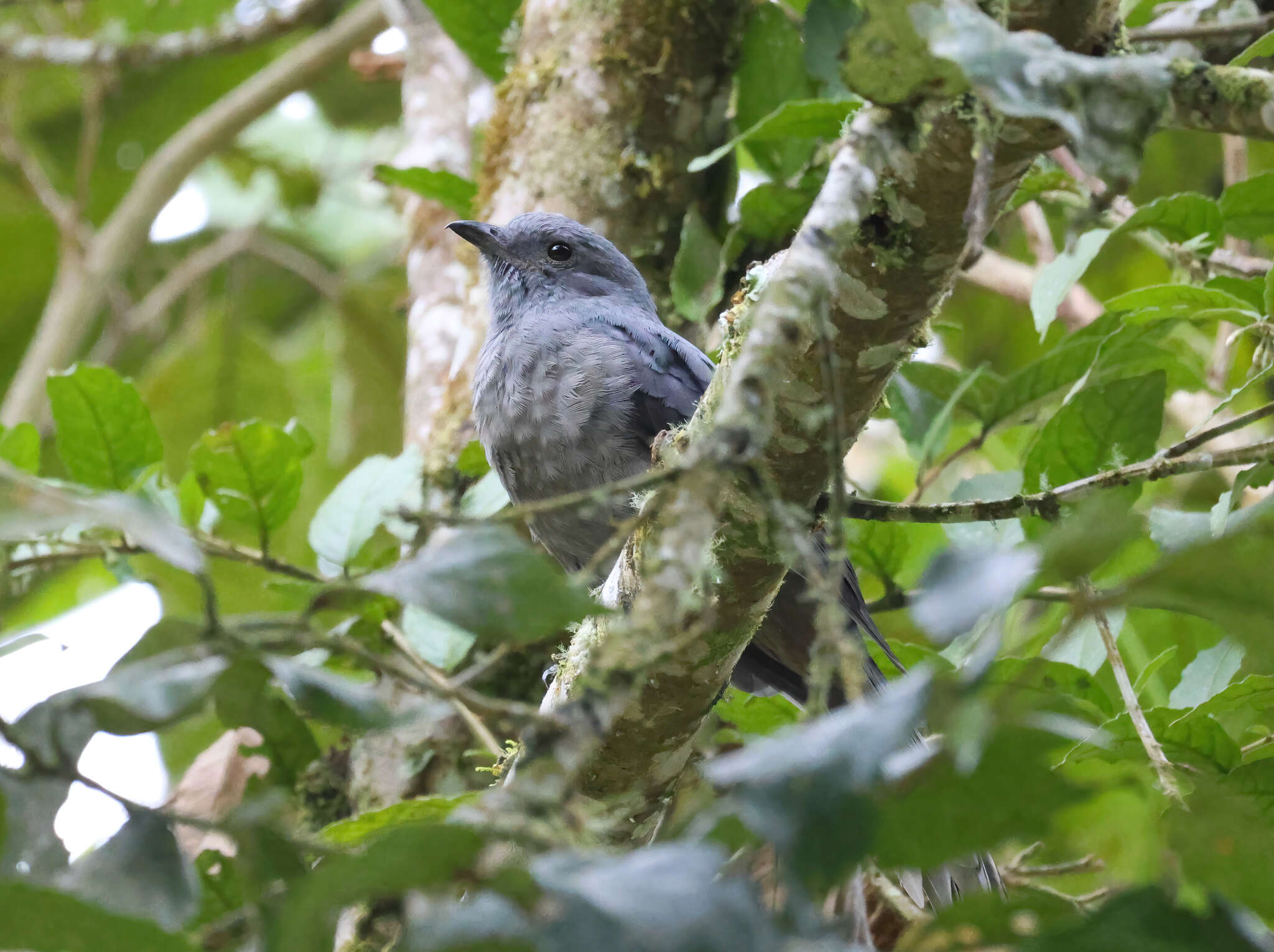 Image of Dusky Piha