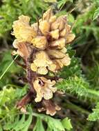 Image of Thistle broomrape