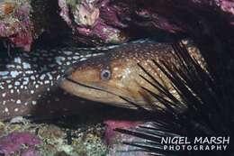 Image of Australian mottled moray