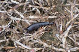 Image of Maritime earwig