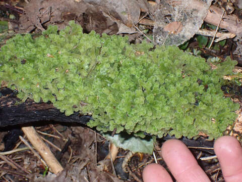 Image of Leiomitra lanata (Hook.) R. M. Schust.