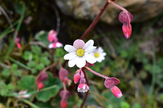 Image of Begonia pleiopetala A. DC.