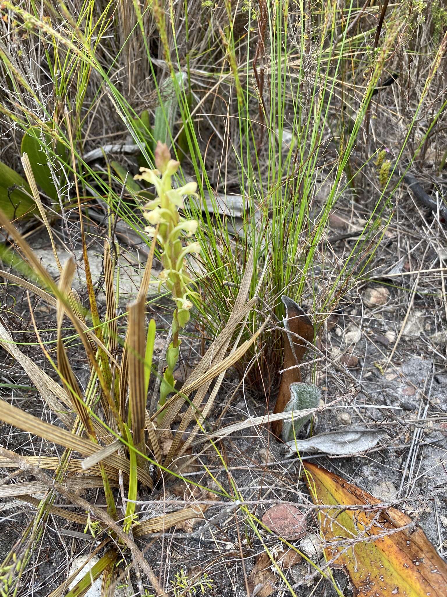 Image de Satyrium humile Lindl.