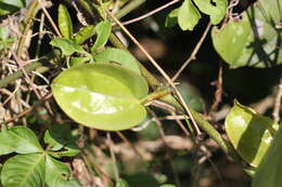 Image of Smilax aspericaulis Wall. ex A. DC.