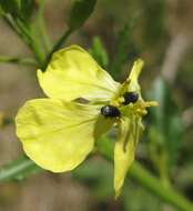 Image of Broom Seed Beetle