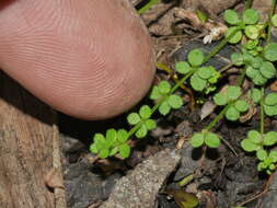 Image of Galium propinquum A. Cunn.