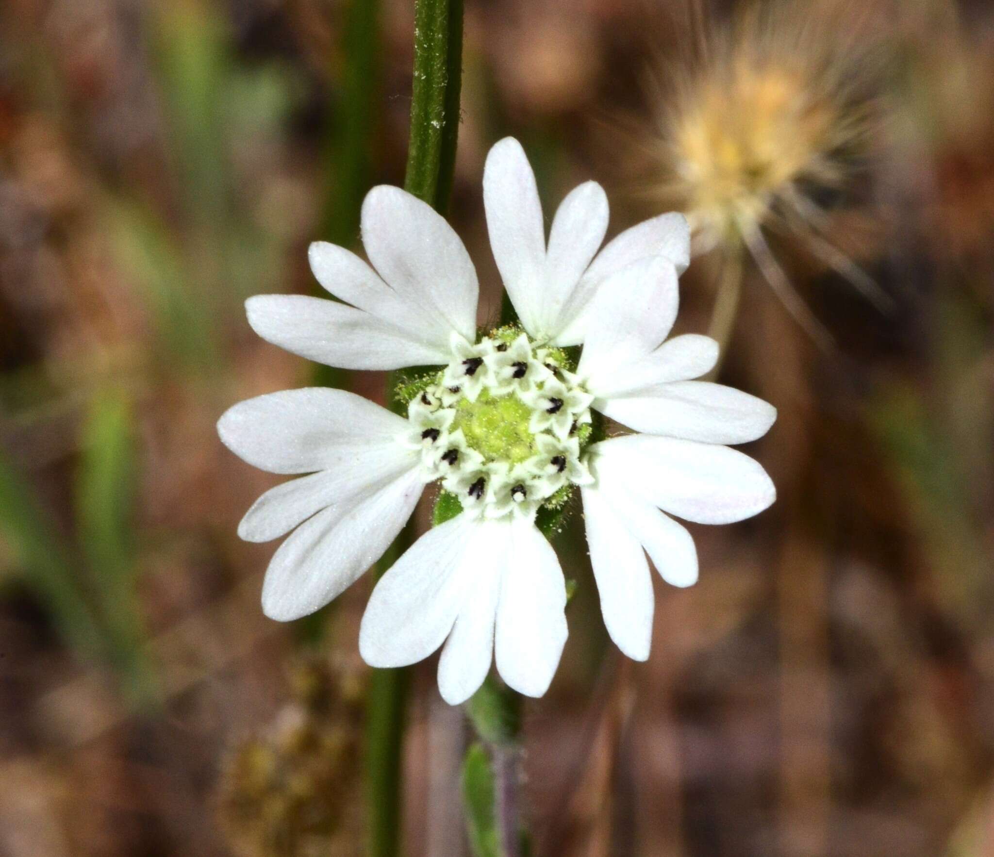 Image of hayfield tarweed