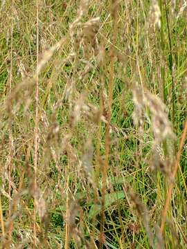 Image of Tufted Hair-grass