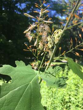 Image of macleaya