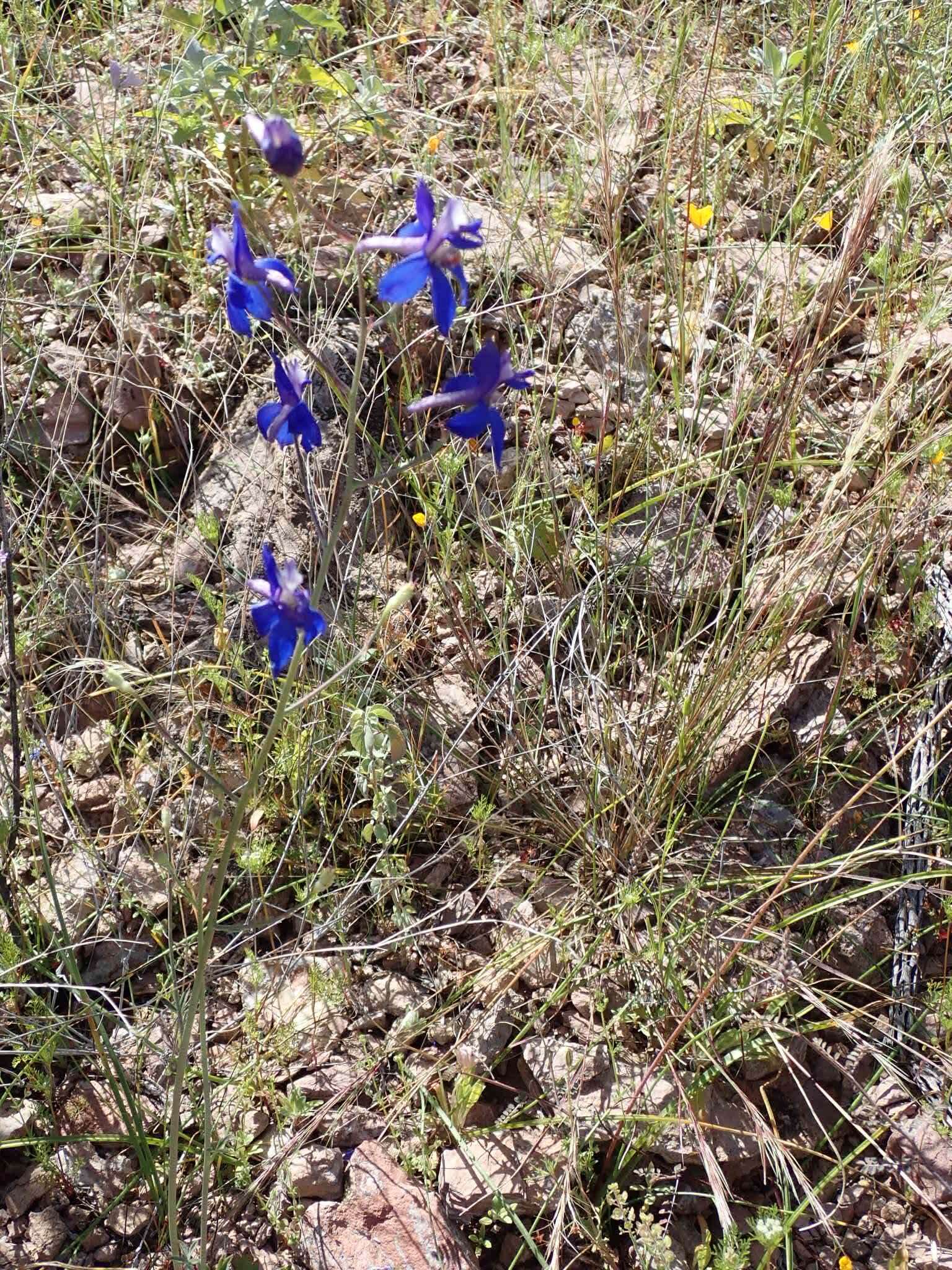 Delphinium scaposum Greene的圖片