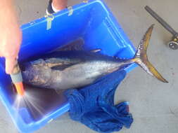 Image of Southern Bluefin Tuna