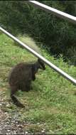 Image of Brush-tailed Rock Wallaby