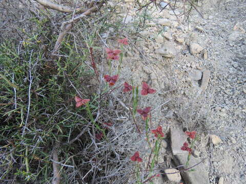 Image of Fumana ericifolia Wallr.