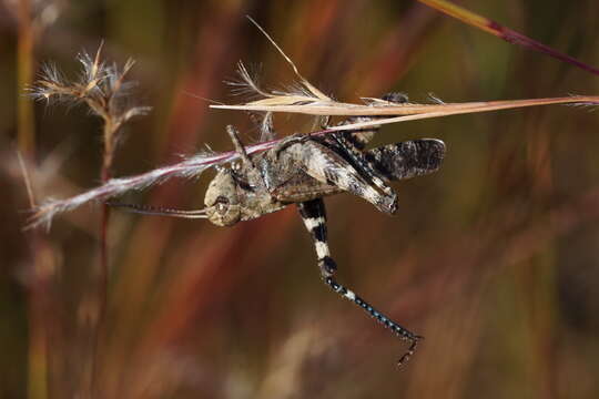 Image of Clouded Grasshopper