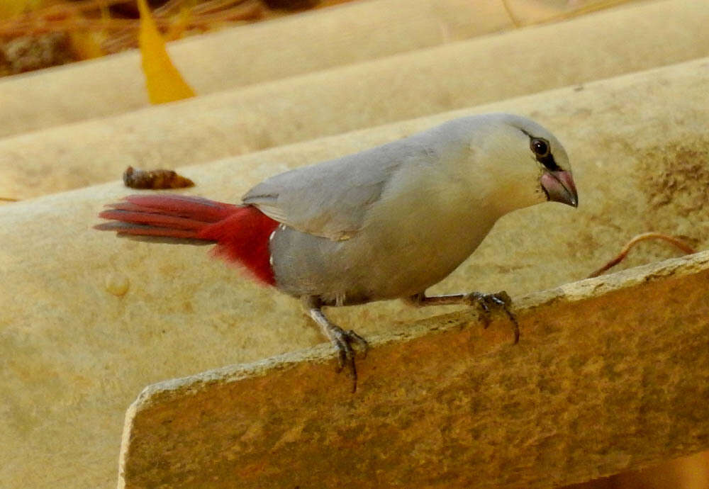 Image of Lavender Waxbill