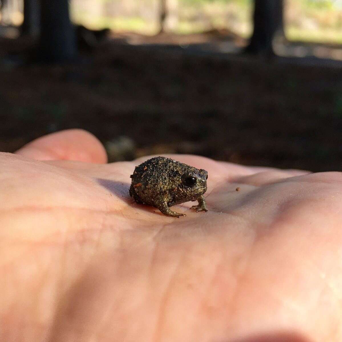 Image of Cape Rain Frog