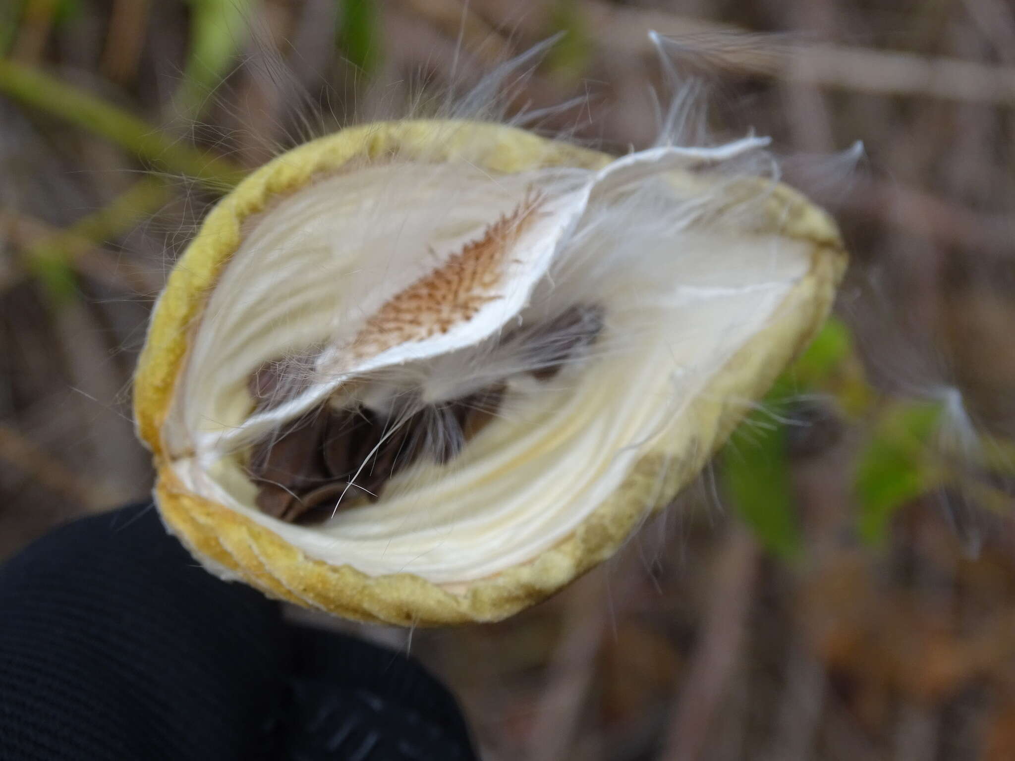 Image of Gonolobus cteniophorus (Blake) R. E. Woodson