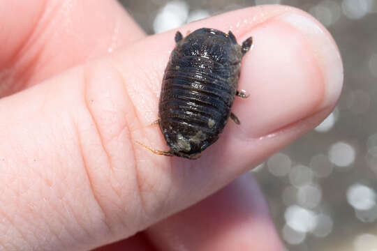 Image of Isopod