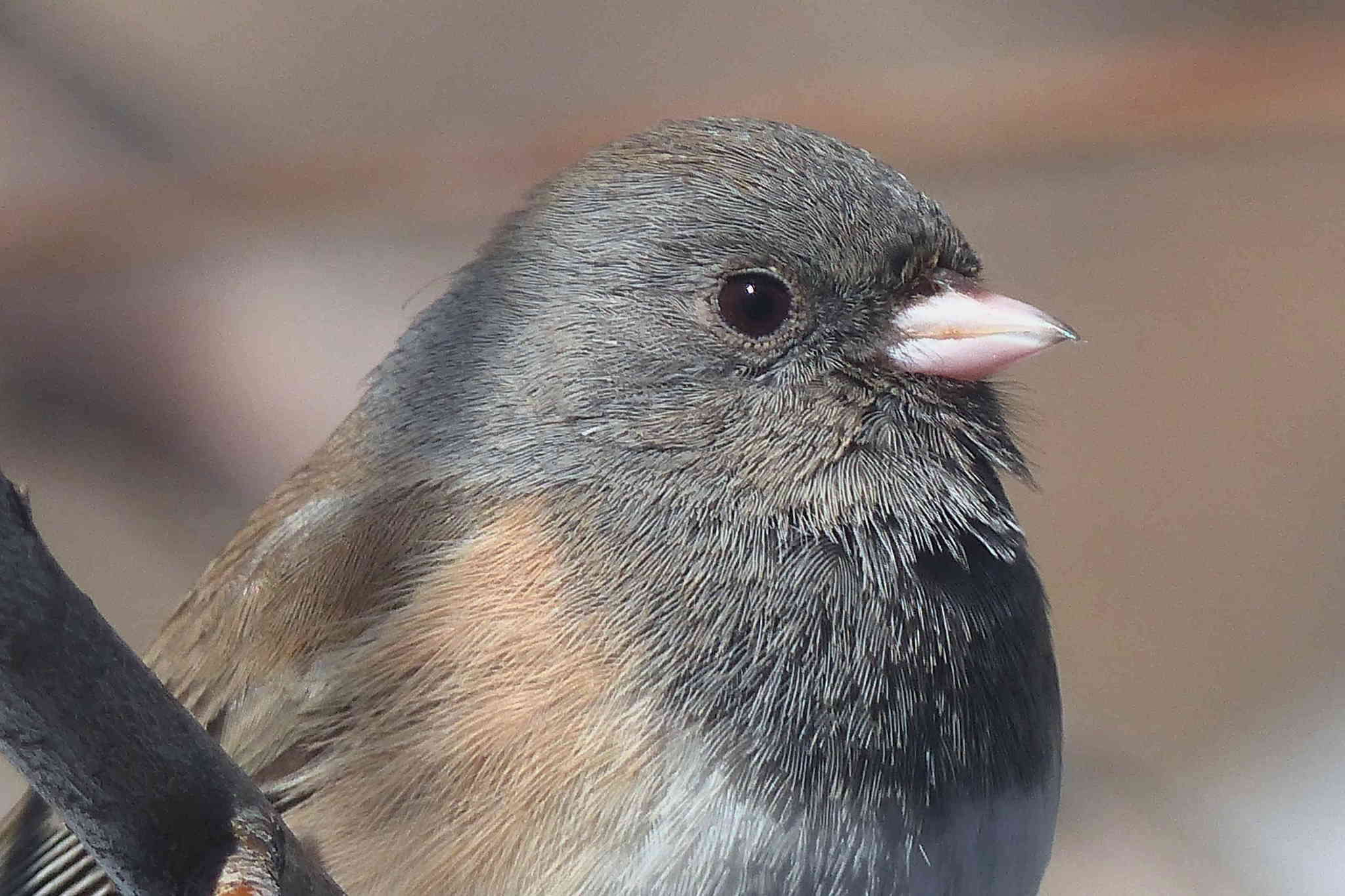 Image of Junco hyemalis mearnsi Ridgway 1897