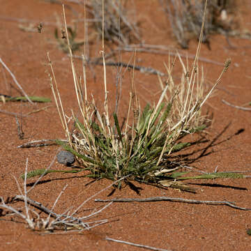 Image of Australian bur grass