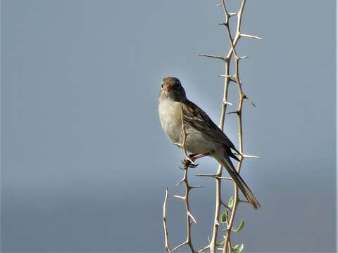 Image of Worthen's Sparrow