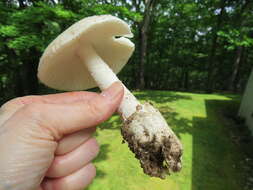 Image of Volvate amanita