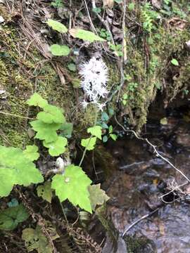 Image of Tiarella nautila G. L. Nesom