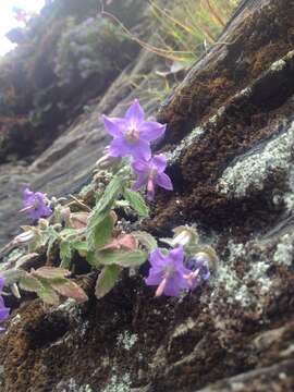 Image of Campanula wattiana B. K. Nayar & Babu