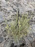 Image of three-lobed rockdaisy