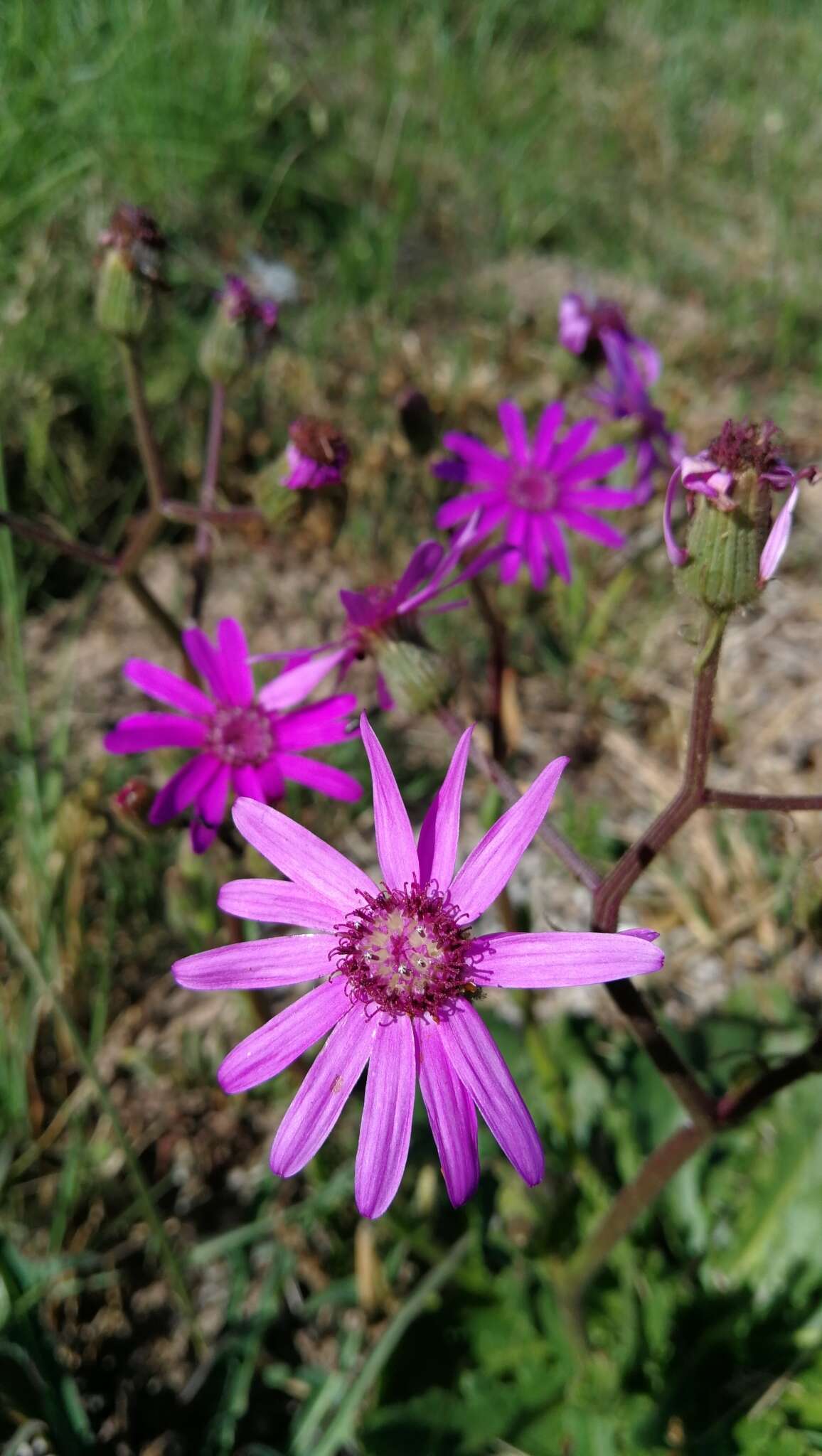 Image of Senecio speciosus Willd.