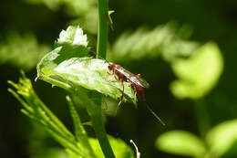 Image of Coleocentrus rufus Provancher 1876