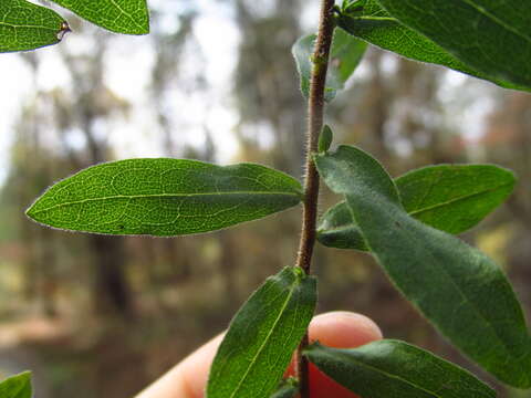 Image of aromatic aster