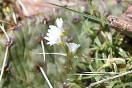 Imagem de Cerastium arvense subsp. strictum (L.) Gaudin