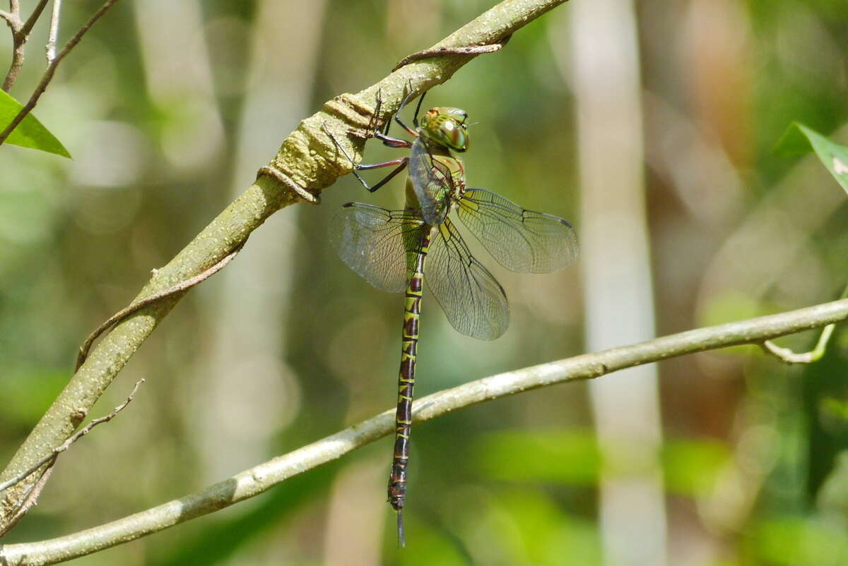 Image of Mangrove Darner