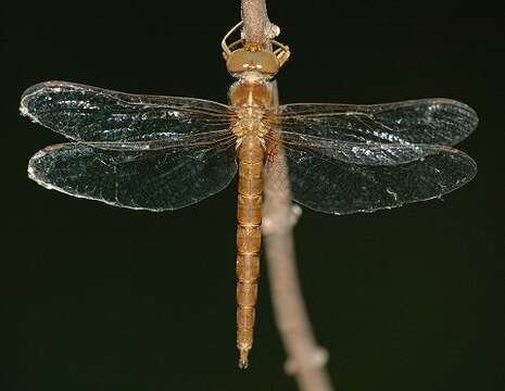 Image of Neurocordulia virginiensis Davis 1927