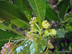 Image of Florida hopbush