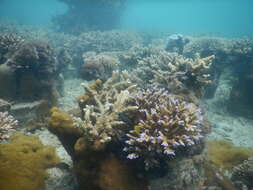 Image of Mozambique Fangblenny