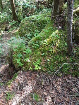 Image of Asian oakfern